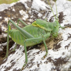 Polysarcus denticauda