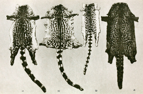 King Genet