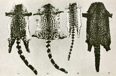 King Genet photo 2