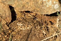 Bothrops diporus