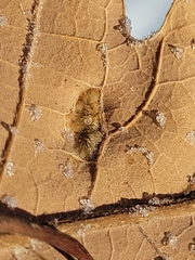 Aceria querci