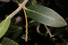 Phillyrea latifolia media