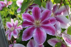 Clematis montana
