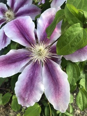 Clematis montana