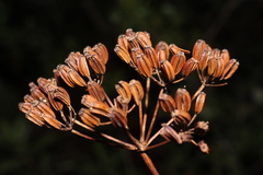 Bupleurum fruticosum