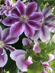 Clematis montana