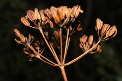 Bupleurum fruticosum