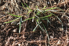 Helictochloa bromoides bromoides