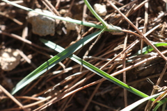 Helictochloa bromoides bromoides
