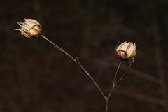 Linum narbonense