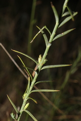 Linum narbonense