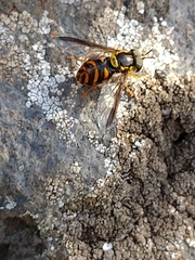 Chrysotoxum triarcuatum