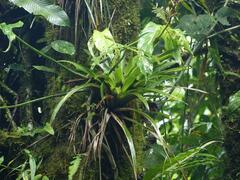 Image of Guzmania subcorymbosa