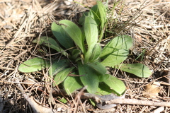Pallenis spinosa spinosa