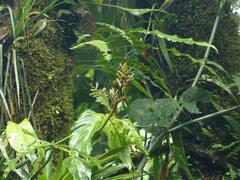 Guzmania subcorymbosa