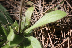 Pallenis spinosa spinosa