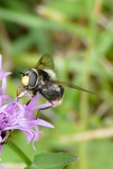 Eriozona syrphoides