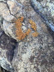 Polycauliona bolacina