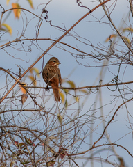 Passerella iliaca iliaca