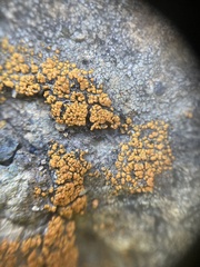 Polycauliona bolacina