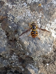 Chrysotoxum triarcuatum