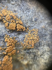 Polycauliona bolacina