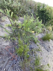 Leucospermum lineare