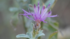 Centaurea alba
