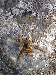 Chrysotoxum triarcuatum