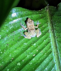 Diasporus diastema