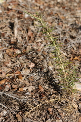 Ulex parviflorus parviflorus