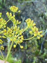 Lichtensteinia trifida