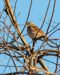 Passerella iliaca iliaca
