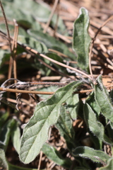 Convolvulus cantabrica