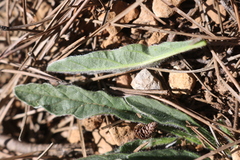 Convolvulus cantabrica