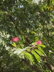 Calliandra