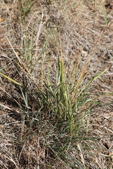Brachypodium phoenicoides