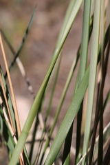 Brachypodium phoenicoides