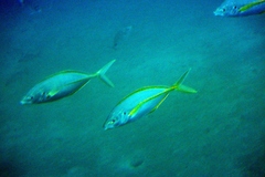 Pseudocaranx dentex