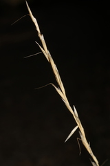 Helictochloa bromoides bromoides