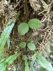 Metrosideros fulgens