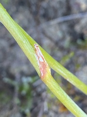 Lichtensteinia trifida