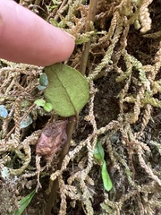 Metrosideros fulgens