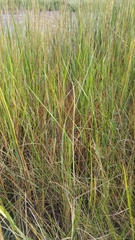 Sporobolus michauxianus