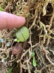 Metrosideros fulgens