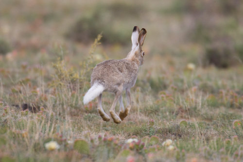 White-tailed Jackrabbit