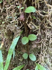 Metrosideros fulgens