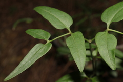 Clematis flammula