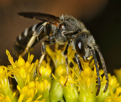 Halictus maculatus