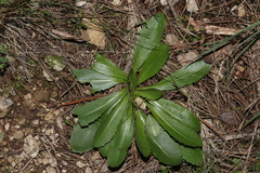 Obovata